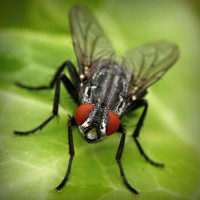 /album/ceai-verde/photolia-a01-jpg/