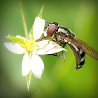/album/ceai-verde/photolia-a02-jpg/