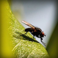 /album/ceai-verde/photolia-a04-jpg/