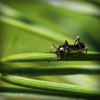 /album/ceai-verde/photolia-a05-jpg/