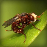 /album/ceai-verde/photolia-a06-jpg/