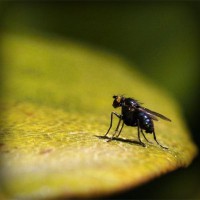 /album/ceai-verde/photolia-a07-jpg/