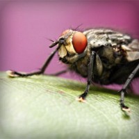 /album/ceai-verde/photolia-a08-jpg/